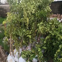 فروش یونجه درجه یک تنی۳۳ملبون