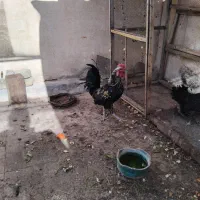 خروس رسمی اصل