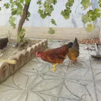 مرغ و خروس|حیوانات مزرعه|فردیس, فردیس|دیوار