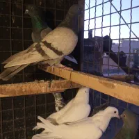 کفتر پرشی|پرنده|تهران, شهرک پرواز|دیوار