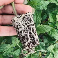 نشا توت فرنگی و کاهو و کلم رسید|خدمات باغبانی و درختکاری|رامشیر, |دیوار