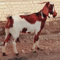 بز یا بزغاله.      بره