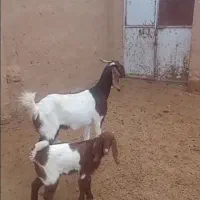بز و کهره سالم و جوان