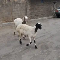بره قوچی بره چینی بزغاله پاکستانی بزغاله ماده میش