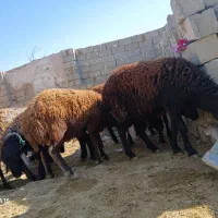 بره نر پرواری|حیوانات مزرعه|محمدبار, |دیوار