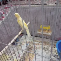 دوتا قناری نر مست