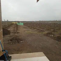 لوله کشی باغ کیوی