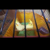 یک جفت عروس هلندی|پرنده|مسجد سلیمان, |دیوار