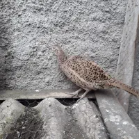 مرغ|حیوانات مزرعه|رشت, جماران|دیوار