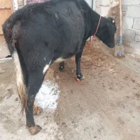 گاو|حیوانات مزرعه|قره ضیاالدین, |دیوار