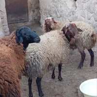 فروش دام