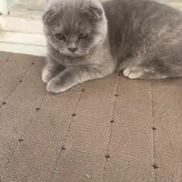 دختر اسکاتیش فلد