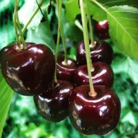 درخت گیلاس سردسیری ،پربار، نهالستان نهالینو|گل و گیاه طبیعی|مشهد, عبادی|دیوار