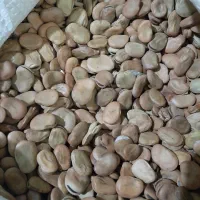 باقالی خشک