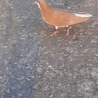 خوشرنگ زرد گلدار نر۴۵۰