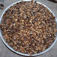 مغز گردو رنگی