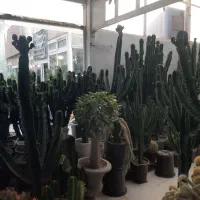 انواع کاکتوس های تزئینی و دکوراتیو|گل و گیاه طبیعی|مشهد, شهرک صنعتی توس|دیوار