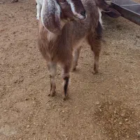 بزغاله ماده .چاق .نژاد دار