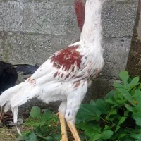 خروس لاری سالم