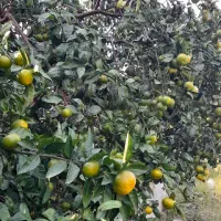 فروش نارنگی  انشو سر درختی  بصورت کلی|عمده‌فروشی|بابلسر, |دیوار