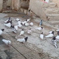 کبوترکله سرخ وزرد