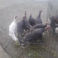 مرغ وخروس محلی اصل بوقلمون|حیوانات مزرعه|شیراز, قلات|دیوار