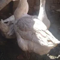 قوغاز اوکراینی و لیندا