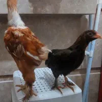 برهما ۲ ماهه