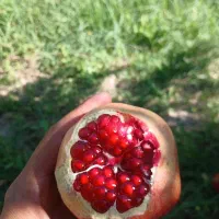 انار درجه یک کوهمره سرخی