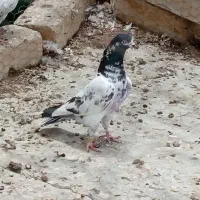 کله دم سبز تیدی نر ماده|پرنده|داران, |دیوار