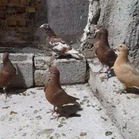 کبوتر میولمنز|پرنده|داراب, |دیوار