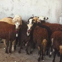 بره ماده عتیقه|حیوانات مزرعه|بروجرد, |دیوار