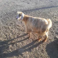 بز محلی آبستن