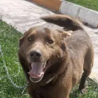 سگ پاکوتاه