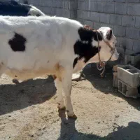 گوساله|حیوانات مزرعه|گرمخان, |دیوار