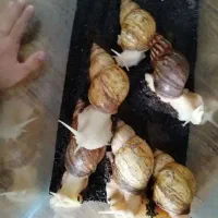 ح.لزون مول.د|خزنده|تهران, شکوفه|دیوار