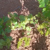 باغ بر حرفه ای