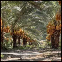 درخت خرما