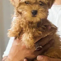 توی پودل ناب