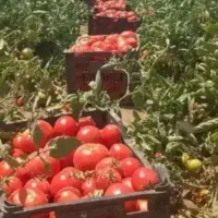 خیار خیارشوری مستقیم از سر زمین|خوردنی و آشامیدنی|مشهد, میان ولایت|دیوار