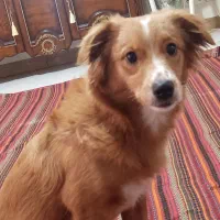 واگذاری رایگان سگ اشپیتز7ماهه