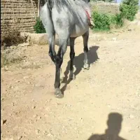 اسب نریان ومادیان