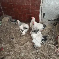 مرغ و خروس برهما