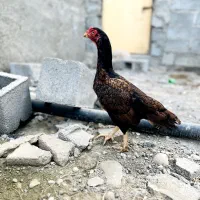 مرغ|حیوانات مزرعه|بندرعباس, |دیوار