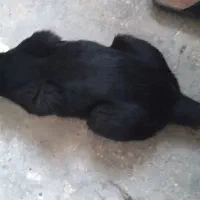 گربه نر خونگی|گربه|کارون, |دیوار