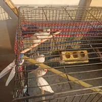 فنج سالم|پرنده|تبریز, |دیوار