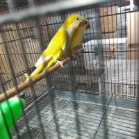 جفت راهب زرد بالغ و جفت ردچیک بالغ