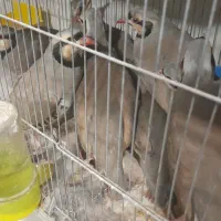 فروش بلدرچین نر اصلی