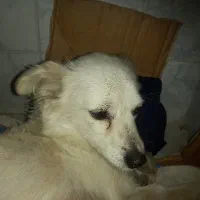 واگذاری توله های اشپیتز روباهی