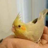 5 تا عروس هلندی بسیار زیبا|پرنده|کاشان, شهرک خاتم الانبیا (مسکن ملی کاشان)|دیوار